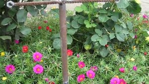 Шпалера для малины. Опора размеры.