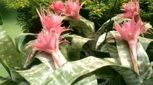 Удивительная Эхмея - цветение