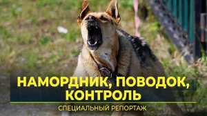 Без намордника. Штрафовать или нет владельцев собак?