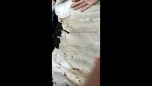 Как отремонтировать норковую шубу. Идеи. Какой срок службы у норковой шубы?