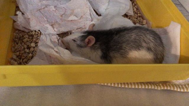 video-05-11-19-12-16 (1) смотреть онлайн