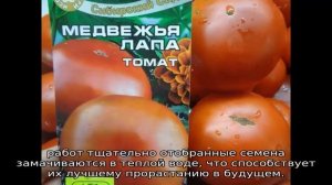 Томат Медвежья лапа