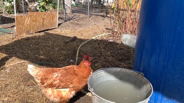 #24 Отдыхать тоже нужно! Изучаем местность вокруг хутора. смотреть онлайн