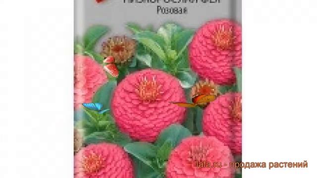 Цинния низкорослая Фея Розовая (feya rozovaya) ? обзор: как сажать, семена циннии Фея Розовая смотреть онлайн