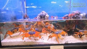 Продажа радужных крабов в АкваИнтерио: купить краба лучше всего здесь