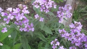 Хисперис (ночная фиалка). Душистая двулетка.