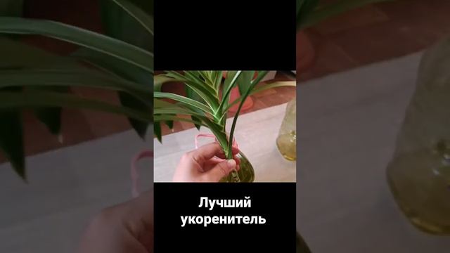 #бесплатный#укоренитель