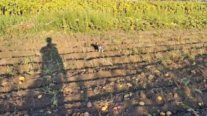 Копаем картошку с внучком "безгрохотной" копалкой.