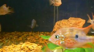 Цихлазома Эллиота.