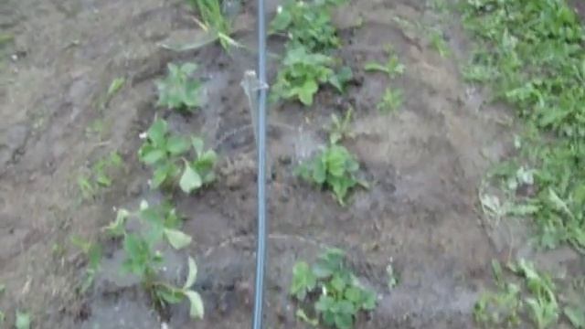 Cистема автоматического полива для дачи и огорода смотреть онлайн