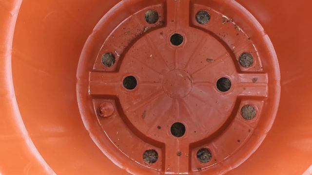 Spathiphyllum Sensation Propagation Update (after a year) смотреть онлайн