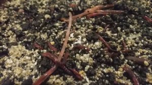 Дендробена венета. Dendrobaena veneta