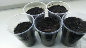 Гибискус травянистый: выращивание из семян, посадка, уход. Посадите этот красивый многолетник в сад