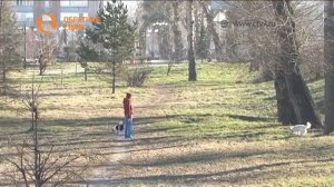 Как найти управу на владельца собак, которые кидаются на прохожих?