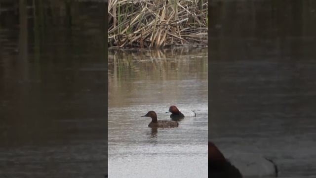 Птицы России. Красноголовый нырок смотреть онлайн