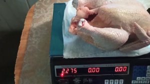 Вес тушки арбор айкрес в 42 дня. Петухи очень жирные.