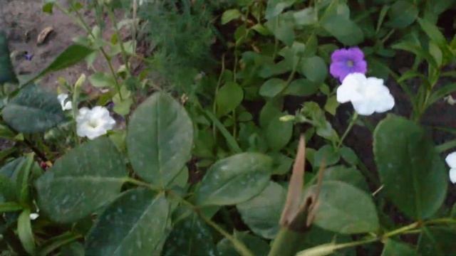 не садите розы перед домом смотреть онлайн