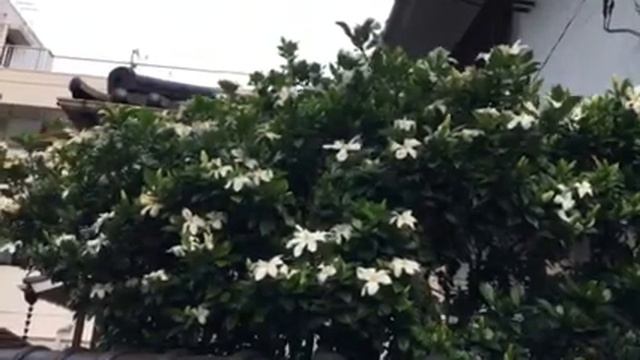 gardenia 262018