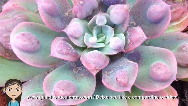 Echeveria Raindrops Tudo Sobre Essa Suculenta смотреть онлайн