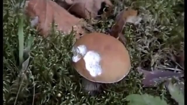 Грибы Зонтики и Паутинники, Бледная поганка и Ложный белый гриб. Дождевики - поляна. Подосиновики. смотреть онлайн