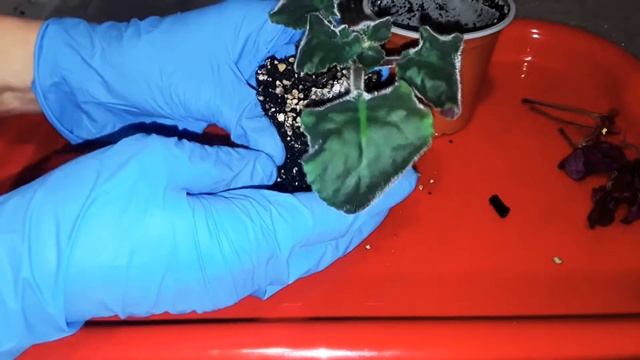 ???Погибает фиалка. Почему так произошло? Что делать? смотреть онлайн