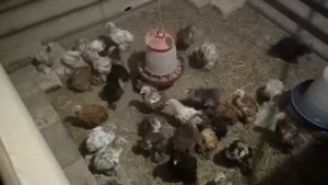 Как приучить цыплят к насесту(в описании) / Цыплята сели на насесты.