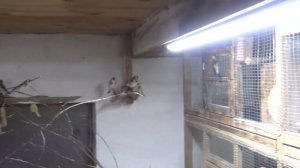 Вольерное размножение канареек.