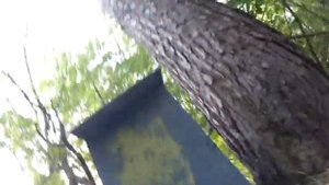 Как правильно установить ловушку,чтобы поймать бродячий рой пчёл?!