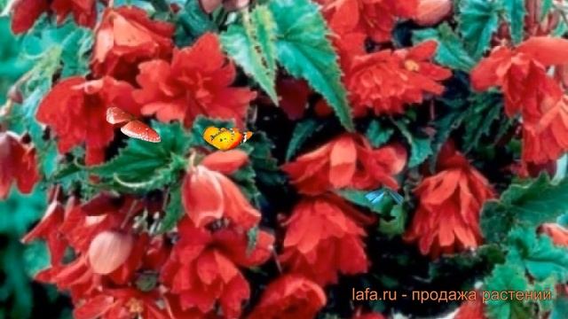 Бегония ампельная Скарлет (begoniya-ampelnaya-skarlet) ? обзор: как сажать, саженцы бегонии Скарлет