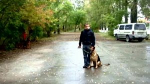 ДРЕССИРОВКА СОБАК С ПОМОЩЬЮ КЛИКЕРА (НО ЭЛЬЗА)