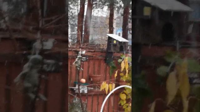 И снова Дашка первая заняла дом. Брутал всё понял, даже не полез туда... смотреть онлайн