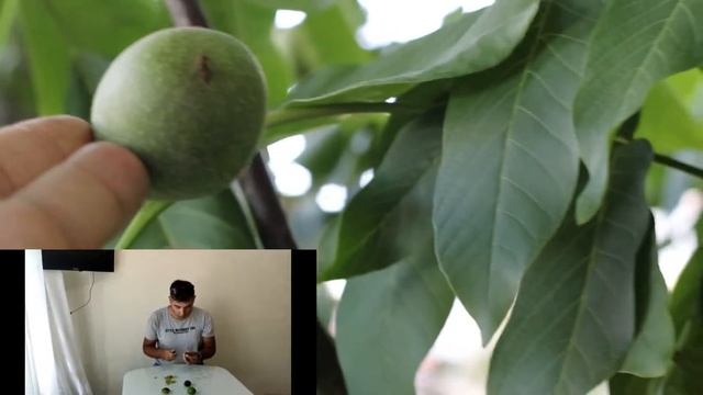 Грецкие орехи в Борисоглебске смотреть онлайн