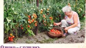 Мария Метлицкая Женщины, кот и собака