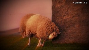 К чему снится Баран во сне