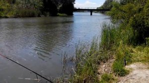 "Огуречники" на рыбалке. Такая вот на Дону природа.Стародонье