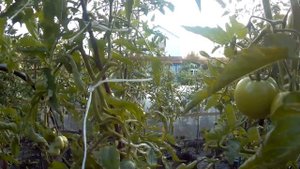 ТОМАТ ВАЛЕНТИНКИ. 2020