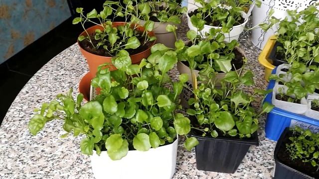 Лобелия.Саженцы. Мои выводы.4 сорта. смотреть онлайн