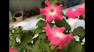 Растение не растет, удобрения не помогают, причины, чудо средство, которое оживит, даст буйный рост