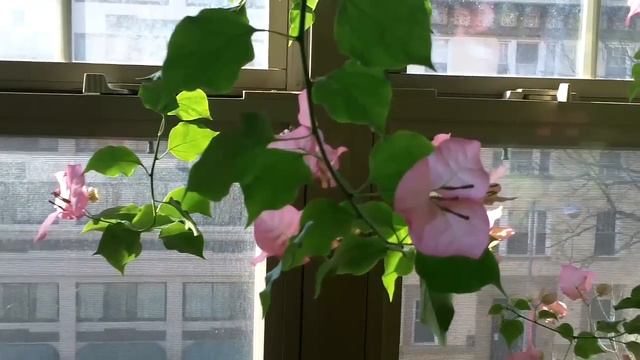 Blooming Bougainvillea (4) - Washington DC смотреть онлайн