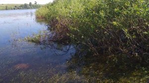 Нерест красноперки (???) - 19.06.2021, юг ленинградской области