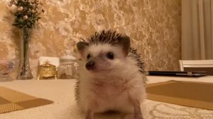 ВЫЖИВЕТ ЛИ ДОМАШНИЙ ЁЖИК В ЕСТЕСТВЕННЫХ УСЛОВИЯХ?