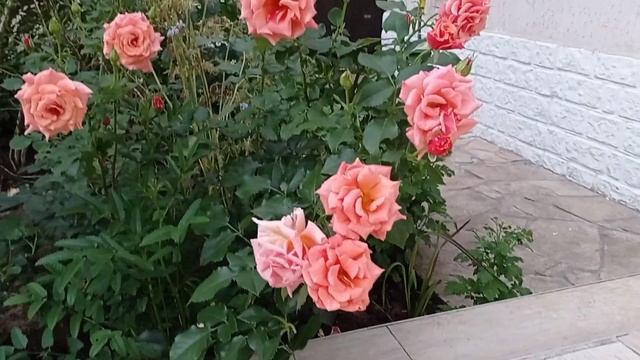 Роза Энн Хендерсон / Ann Henderson rose Розы необычной расцветки. смотреть онлайн