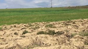 Т-16 із бороною/ T-16 tractor with harrows