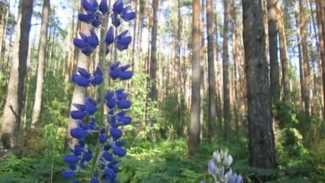 ?Звуки живой природы и красивые пейзажи?
