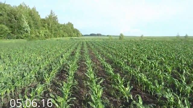 Кукуруза на силос! От сева до уборки 2016 год.