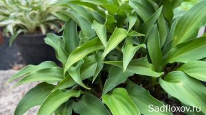 Мини хоста Paradise Puppet Парадайз Паппет