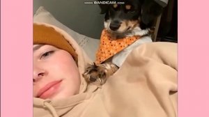 Самые смешные животные  Смешные собаки и кошки  Видео с забавными животными