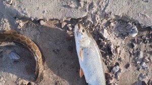 Рыбалка на реке Или Казахстан