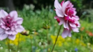 Creme de Cassis Dahlia