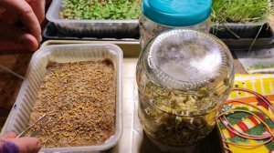 Посеяла горчицу. Увлажнила семена под прижимом.